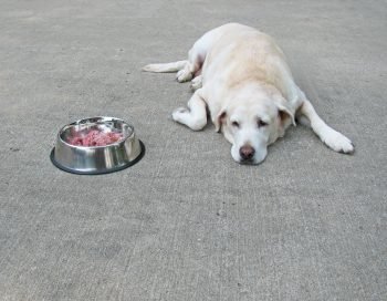 why do old dogs stop eating