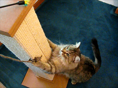 Moose on cat scratcher - how to train a cat